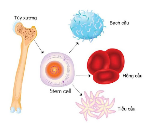 Ghép tế bào gốc sống được bao lâu