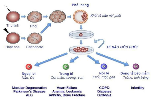 tế bào gốc lấy từ đâu