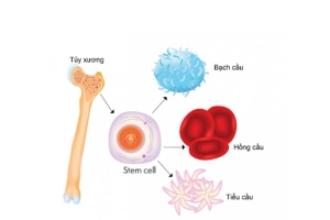 Tế bào gốc tạo máu tủy xương