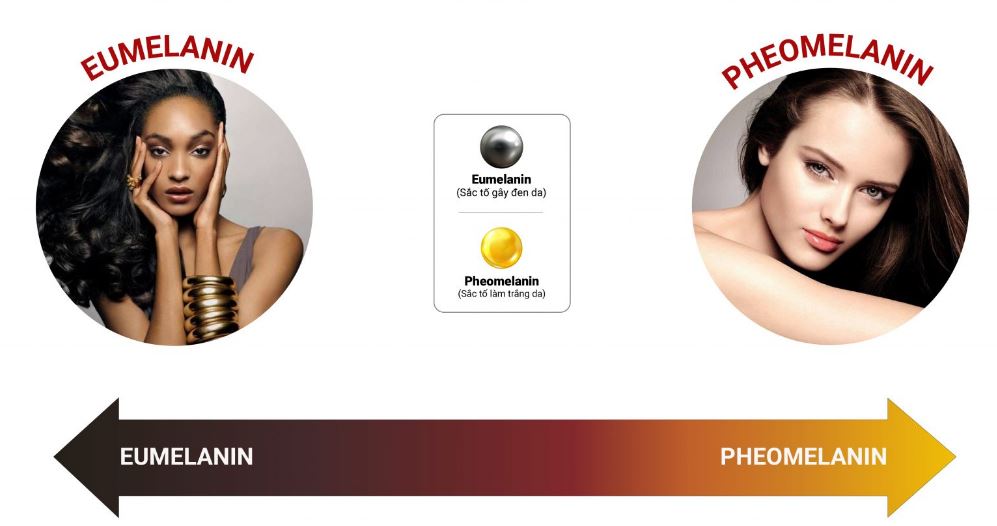 Eumelanin và Pheomelanin quyết định màu sắc da, tóc và mắt