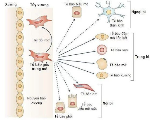 Liệu pháp tế bào gốc trung mô (MSC)