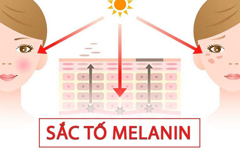 Melanin bảo vệ da trước tia cực tím