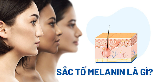 Melanin là gì?