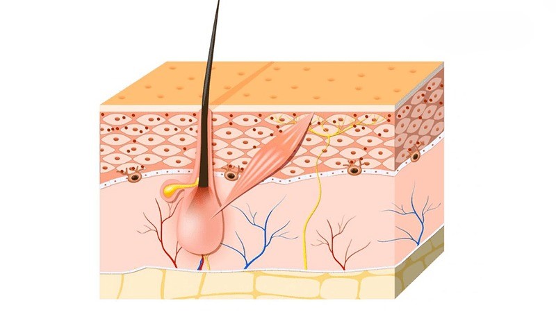 Sắc tố melanin là gì?
