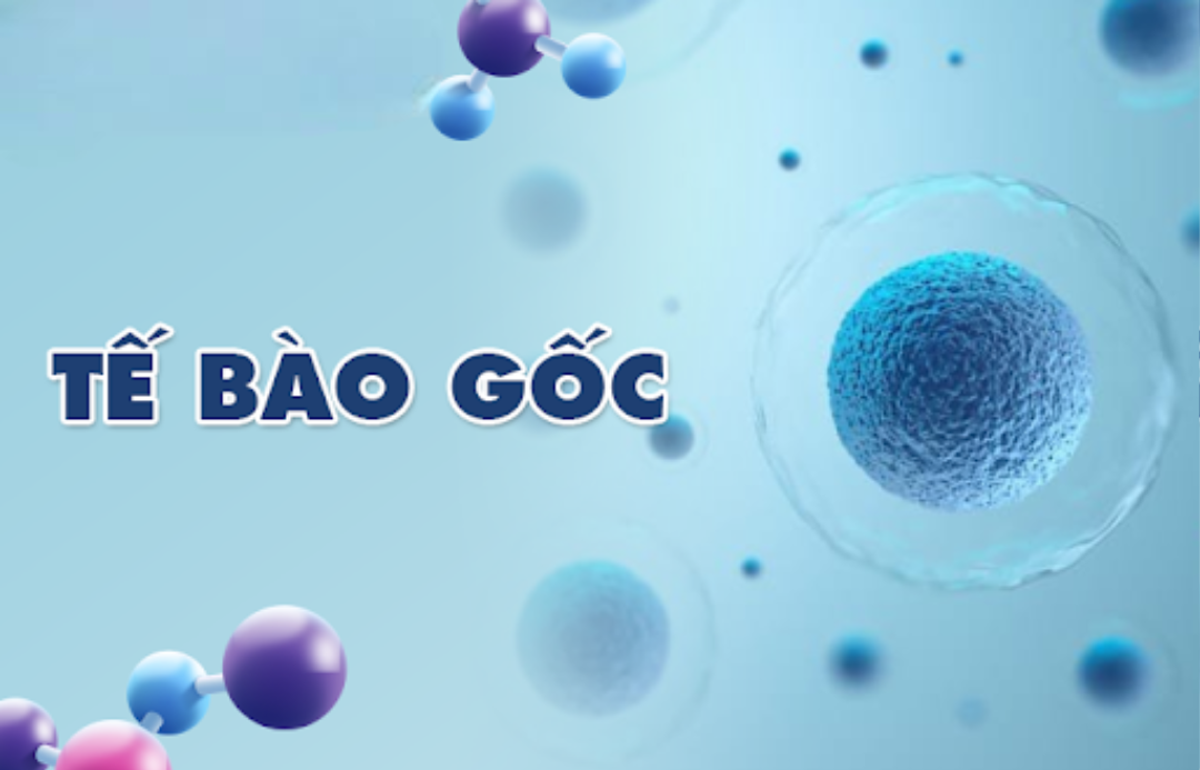 Tế bào gốc và cơ chế hoạt động trong điều trị phổi