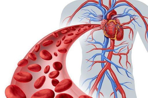 Ứng dụng NMN trong hỗ trợ cải thiện rối loạn lipid máu