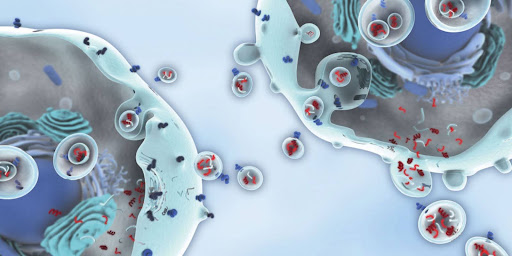 Cơ chế hoạt động của exosome