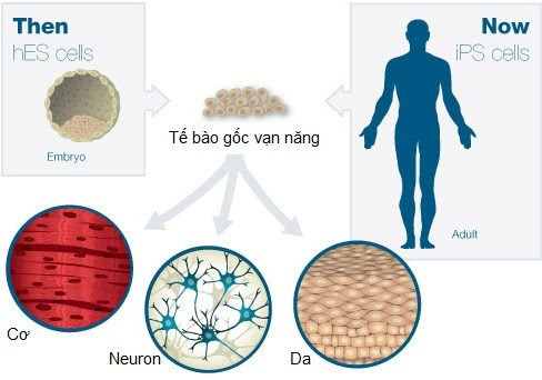 Đặc điểm nổi bật của tế bào gốc vạn năng