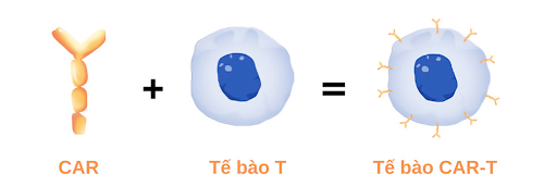 Liệu pháp Tế bào CAR-T (CAR T-cell Therapy)