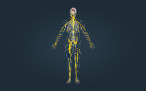 Phát triển mô hình cơ quan 3D