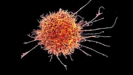 Tế bào gốc vạn năng cảm ứng (iPSCs)